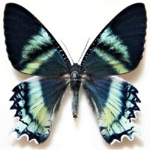 ALCIDIS CYDNUS ALCIDIS CYDNUS